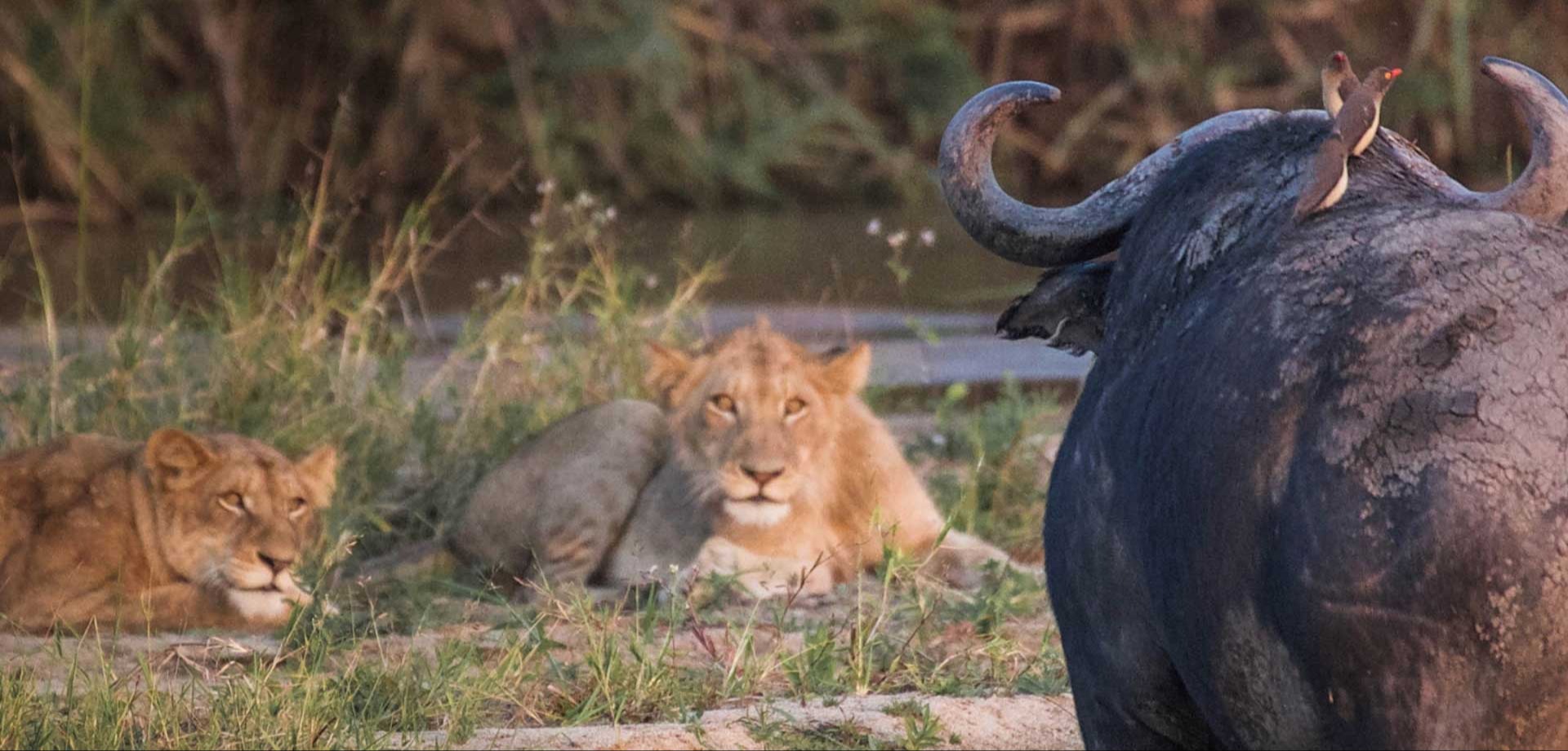 Exclusive Africa BOS 2621 Cover Image